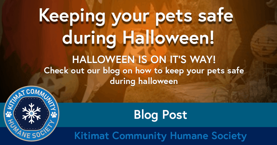 Keeping Pets Safe Halloween